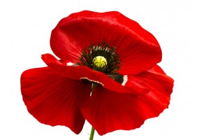 Sticker fleur coquelicot