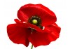 Sticker fleur coquelicot