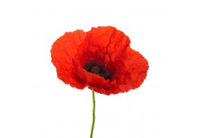 Sticker fleur coquelicot