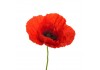Sticker mural coquelicot deco
