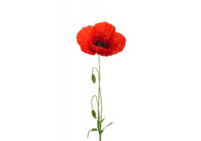 Sticker fleur coquelicot