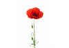 Sticker fleur coquelicot