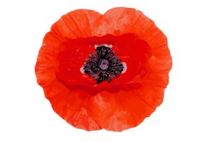 Sticker fleur coquelicot