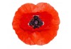 Sticker fleur coquelicot