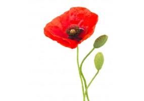 Sticker mural coquelicot