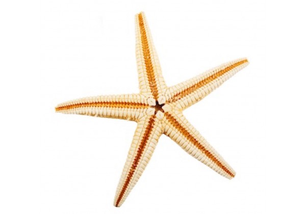 Sticker coquillage étoile de mer