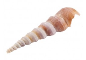 Sticker coquillage forme cone