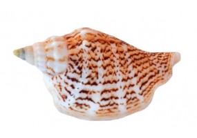Autocollant mural coquillage