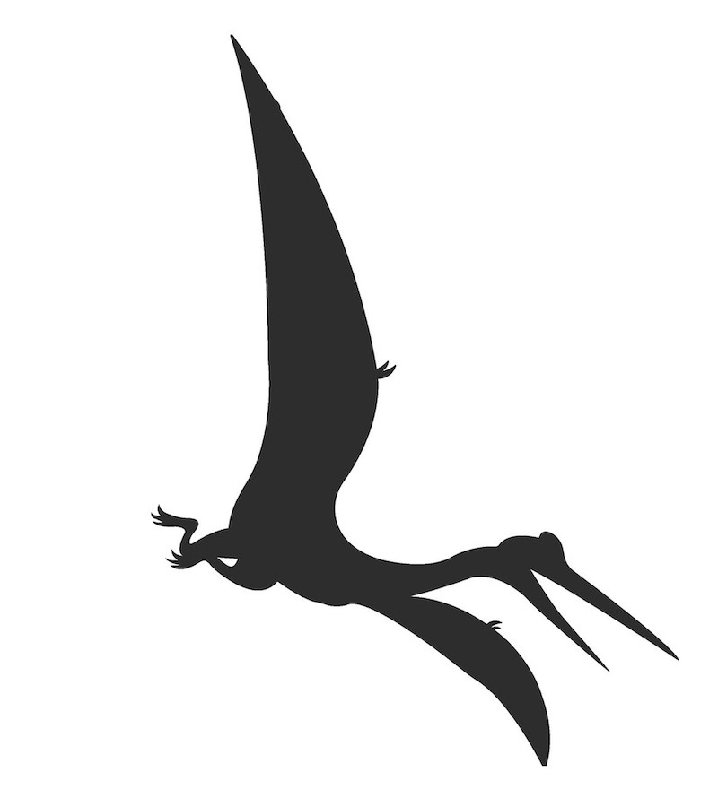 Stickers Deco Dinosaure Volant Noir