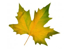deco Sticker feuille automne pas cher