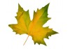 deco Sticker feuille automne pas cher