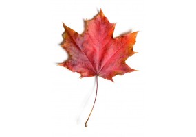 Sticker deco feuille automne rouge