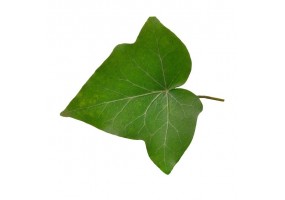 Sticker mural petite feuille verte