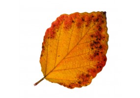 Autocollant mural feuille orange