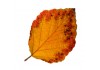 Autocollant mural feuille orange