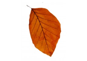 petit Sticker mural feuille