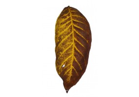 Autocollant déco feuille automne