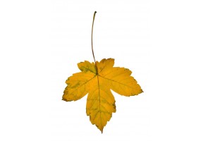 Autocollant muraux feuille automne
