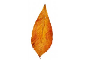 Sticker mural feuille arbre