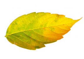 Autocollant feuille arbre