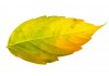 Autocollant feuille arbre