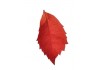 Sticker mural feuille pas cher