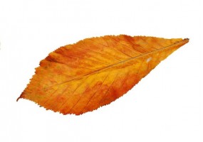 Autocollant mural feuille arbre