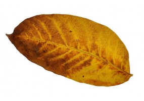 petit Sticker feuille automne
