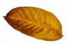 petit Sticker feuille automne