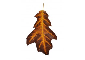 Sticker feuille automne pas cher