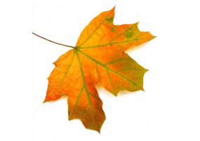 Sticker automne feuille