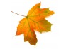 Sticker automne feuille