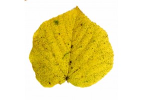 Sticker feuille automne verte
