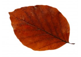 Autocollant mural feuille automne