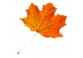 Stickers feuille automne
