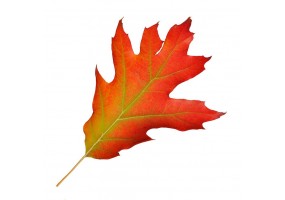 Sticker feuille automne rouge
