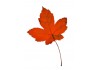 Sticker feuille automne rouge