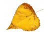 Sticker feuille automne jaune