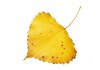 Sticker mural feuilles jaune