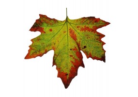 Sticker feuilles automne
