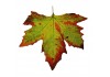 Sticker feuilles automne