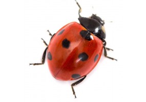 Sticker coccinelle