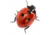 Sticker coccinelle