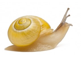 Sticker escargot coquille jaune