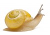 Sticker escargot coquille jaune