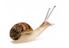 Sticker escargot grande antenne