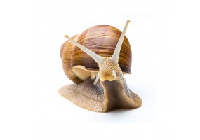 Sticker escargot