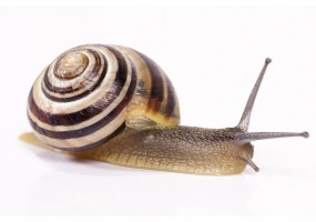 Sticker escargot s'etire
