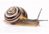 Sticker escargot