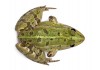 Sticker grenouille de haut